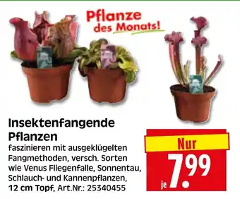 Herkules Baumarkt Insektenfangende Pflanzen Angebot