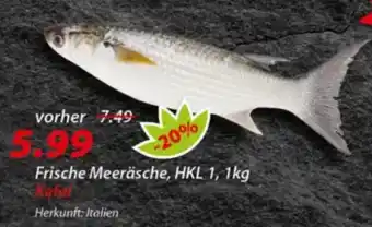 Hepsi-Markt Frische Meeräsche Angebot