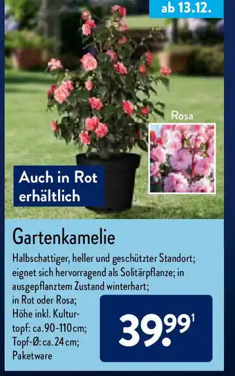 Aldi Nord Gartenkamelie Angebot