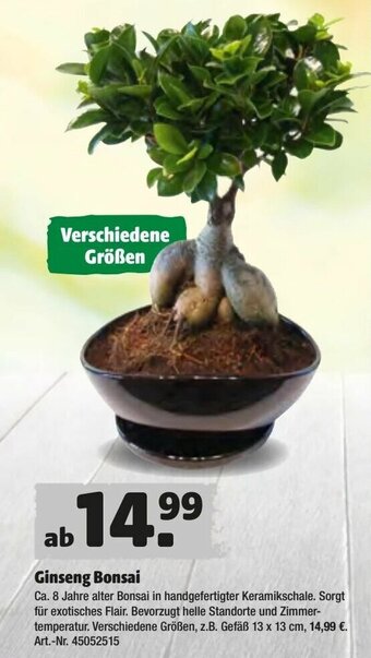 Hagebau Ginseng Bonsai Angebot