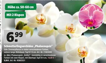 Hagebau Schmetterlingsorchidee Phalaenopsis Angebot