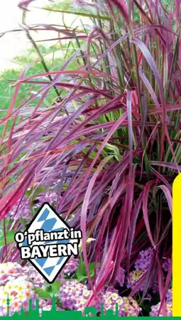 Hagebau Lampenputzergras Pennisetum setaceum Rubrum Angebot