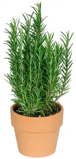 Kaufland Kräuter in Terrakotta Angebot