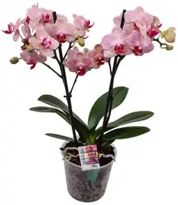 Kaufland Orchidee Angebot