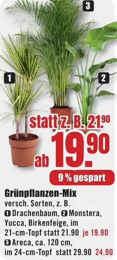 B1 Discount Baumarkt Grünpflanzen-Mix Angebot