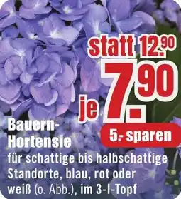 B1 Discount Baumarkt Bauern Hortensie Angebot