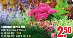 B1 Discount Baumarkt Herbstpflanzen-Mix Angebot