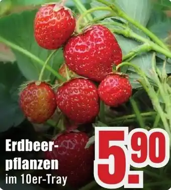 B1 Discount Baumarkt Erdbeerpflanzen Angebot