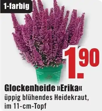 B1 Discount Baumarkt Glockenheide Erika Angebot