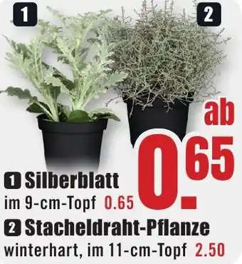 B1 Discount Baumarkt Silberblatt Angebot