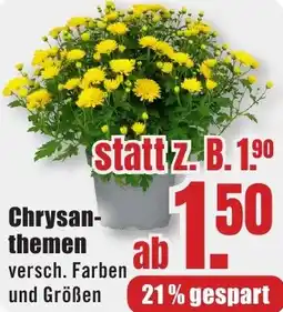 B1 Discount Baumarkt Chrysanthemen Angebot