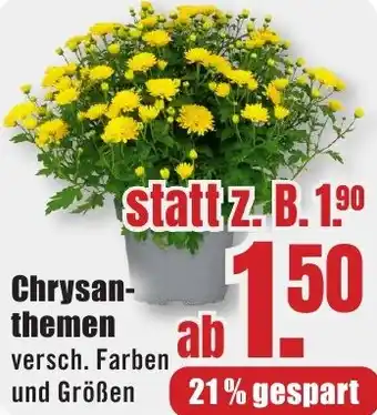 B1 Discount Baumarkt Chrysanthemen Angebot