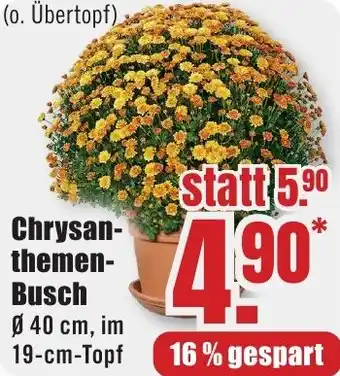 B1 Discount Baumarkt Chrysanthemen Busch Angebot