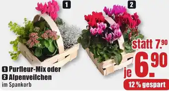 B1 Discount Baumarkt Purfleur-Mix oder Alpenveilchen Angebot