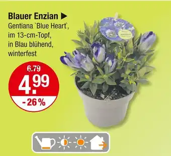 V Markt Blauer enzian Angebot