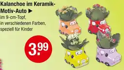 V Markt Kalanchoe im keramik-motiv-auto Angebot