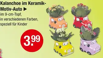 V Markt Kalanchoe im keramik-motiv-auto Angebot