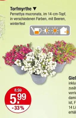 V Markt Torfmyrthe Angebot