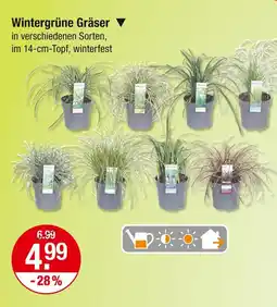 V Markt Wintergrüne gräser Angebot