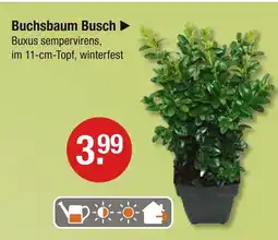 V Markt Buchsbaum busch Angebot