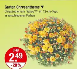 V Markt Garten chrysantheme Angebot