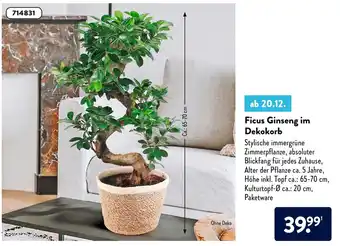 Aldi Süd Ficus Ginseng im Dekokorb Angebot