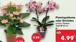 Kaufland Flamingoblume oder Orchidee Angebot