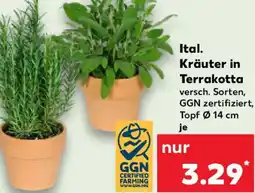 Kaufland Ital. Kräuter in Terrakotta Angebot
