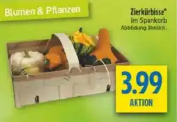 diska Zierkürbisse Angebot