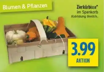 diska Zierkürbisse Angebot