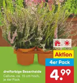 Netto Marken-Discount dreifarbige Besenheide 4er Pack Angebot