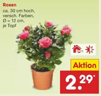Netto Marken-Discount Rosen Angebot