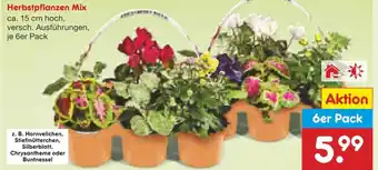 Netto Marken-Discount Herbstpflanzen MixAktion 6er Pack 6er Pack Angebot