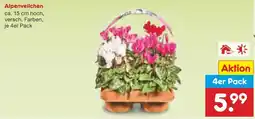 Netto Marken-Discount Alpenveilchen 4er Pack Angebot