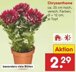 Netto Marken-Discount Chrysantheme Angebot