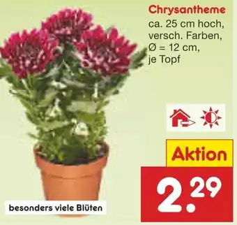 Netto Marken-Discount Chrysantheme Angebot