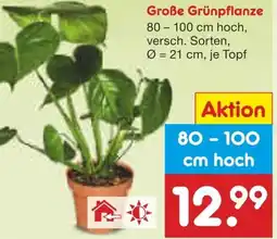Netto Marken-Discount Große Grünpflanze Angebot