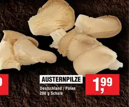 Handelshof AUSTERNPILZE Angebot