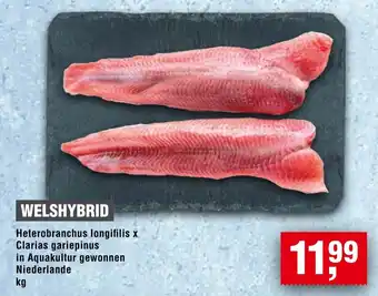 Handelshof WELSHYBRID Angebot