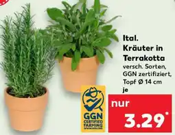 Kaufland Ital. Kräuter in Terrakotta Angebot
