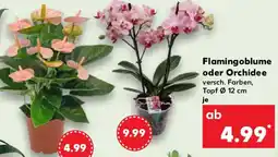 Kaufland Flamingoblume oder Orchidee Angebot