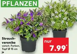 Kaufland Strauchveronika Angebot