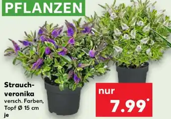 Kaufland Strauchveronika Angebot