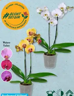 Aldi Süd Gardenline Orchidee Angebot