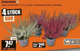 V Baumarkt Knospenheide Angebot