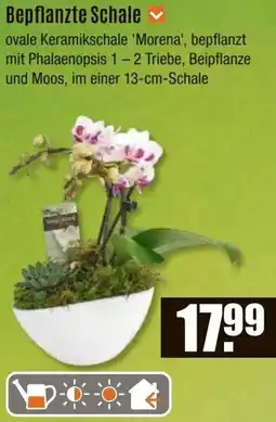 V Baumarkt Bepflanzte Schale Angebot