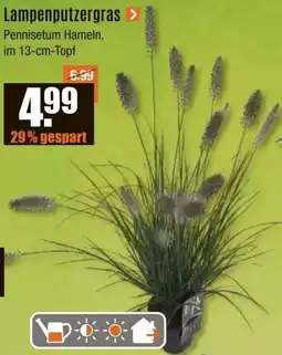 V Baumarkt Lampenputzergras Angebot