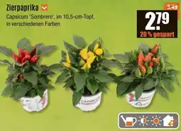 V Baumarkt Zierpaprika Angebot