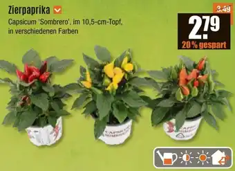 V Baumarkt Zierpaprika Angebot