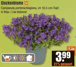 V Baumarkt Glockenblume Angebot